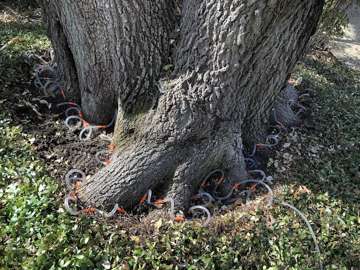 Detailed Tree Cabling and Bracing job site in Ossian