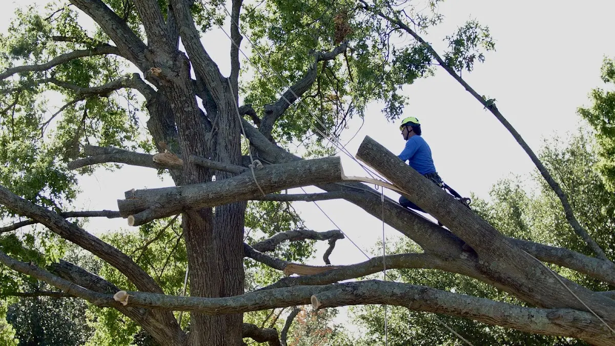 Professional Hazardous Tree Removal performed by certified arborists in Ossian